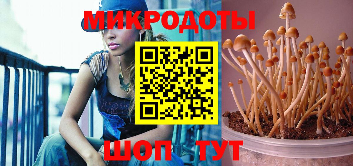 Псилоцибиновые грибы мицелий Зеленогорск